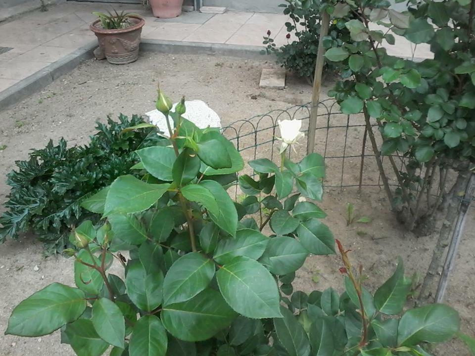 Perbacco Bed & Breakfast Sartirana Lomellina Exterior foto